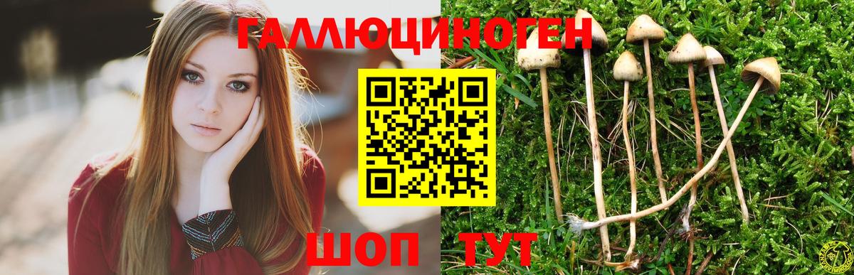 Псилоцибиновые грибы Cubensis Кемерово